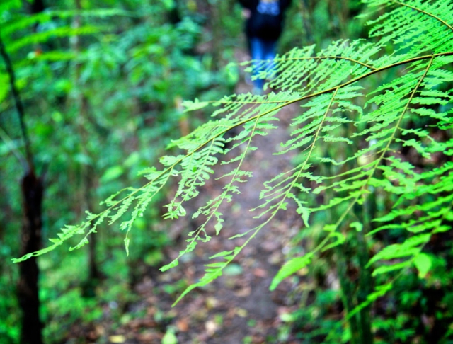 abundante vegetacion